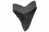 Fossil Megalodon Tooth - South Carolina #346186-1